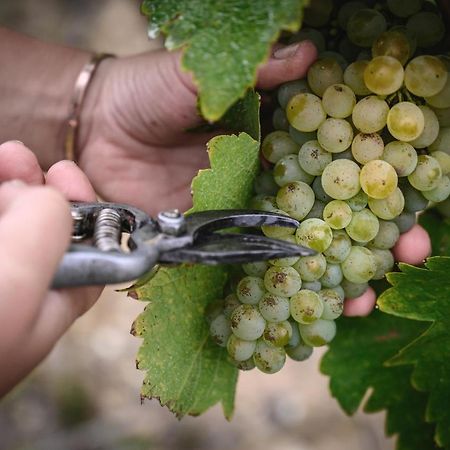 Vignoble Chateau Piegue - Winery Rochefort-sur-Loire エクステリア 写真
