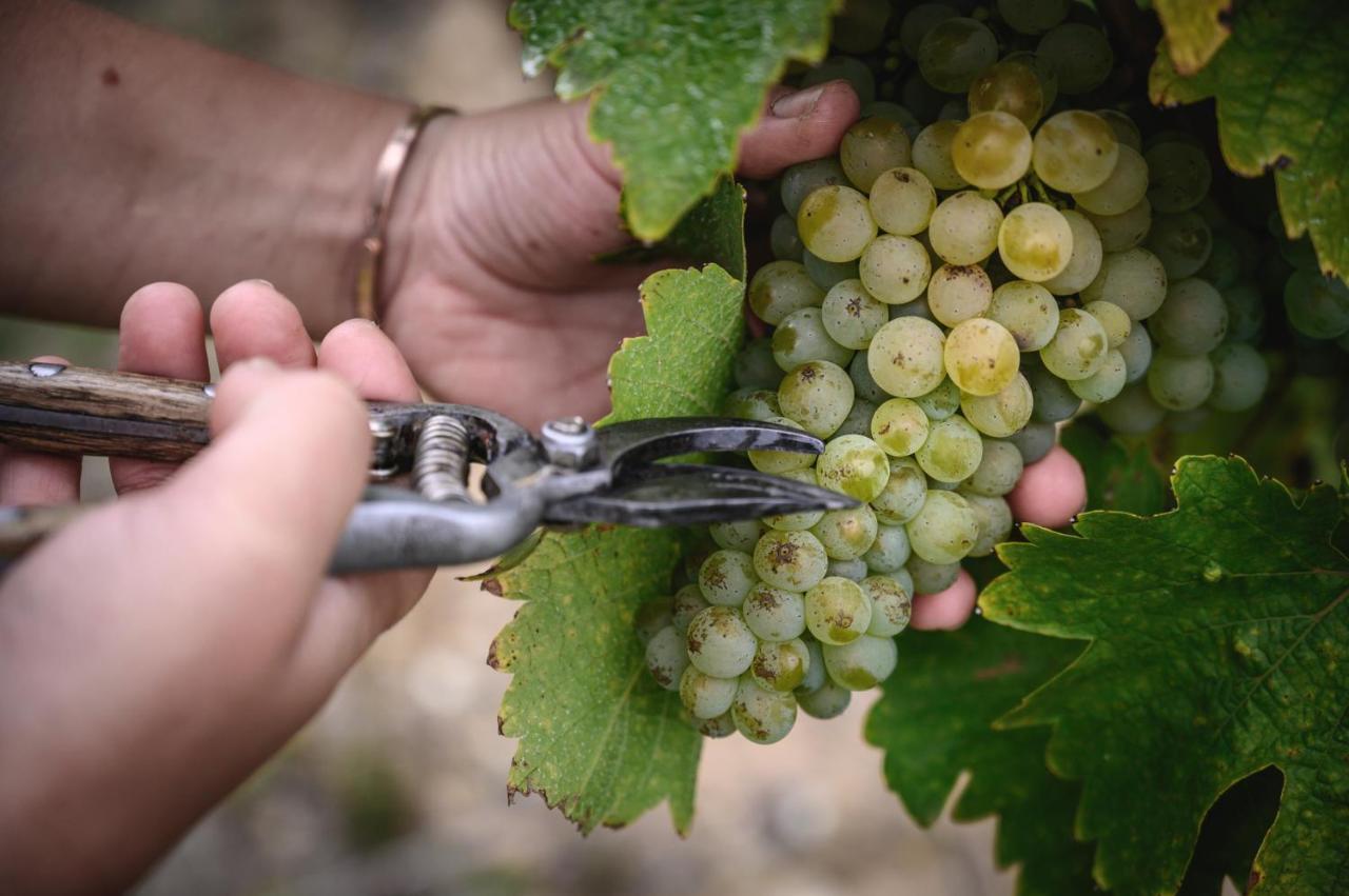Vignoble Chateau Piegue - Winery Rochefort-sur-Loire エクステリア 写真