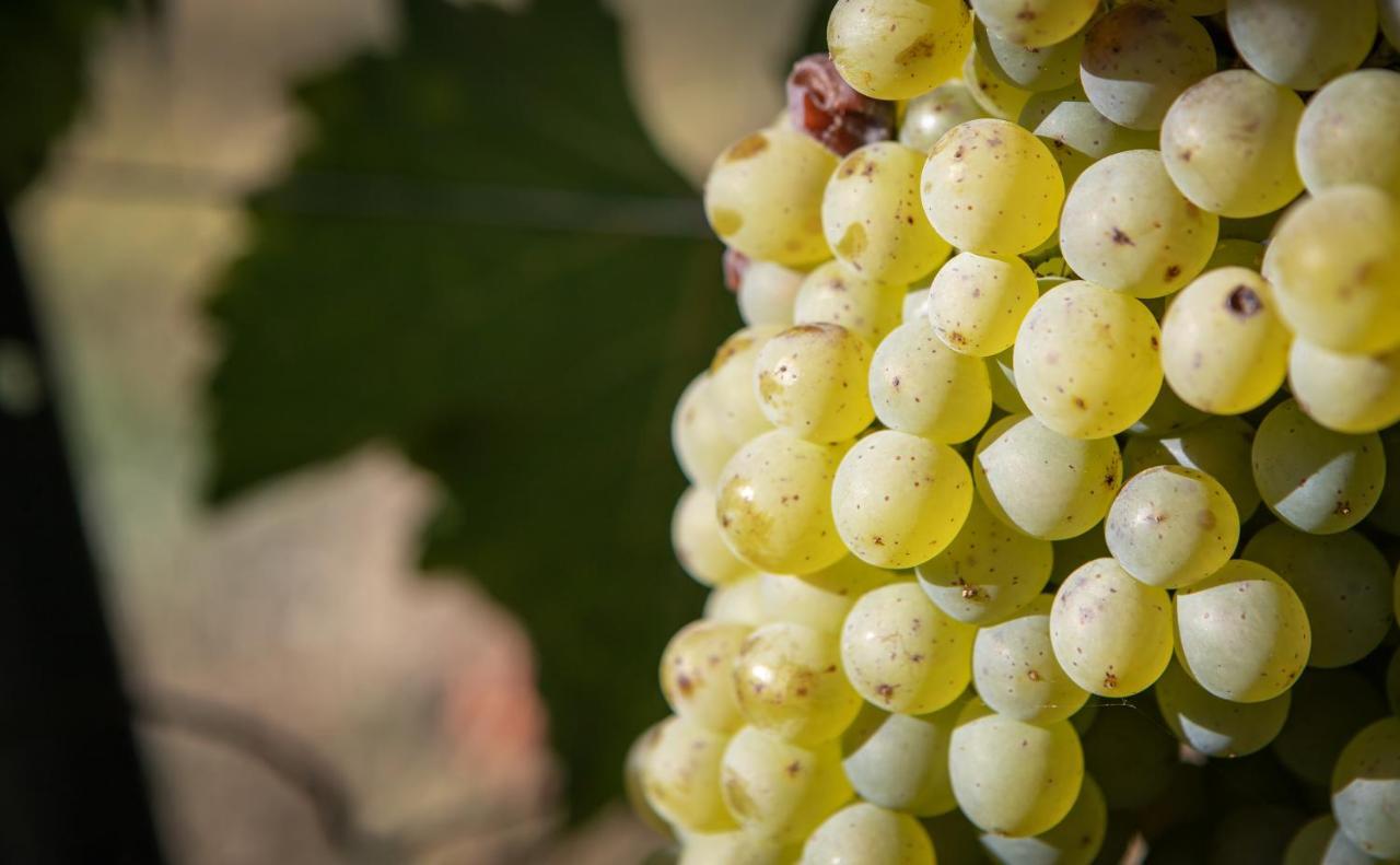 Vignoble Chateau Piegue - Winery Rochefort-sur-Loire エクステリア 写真
