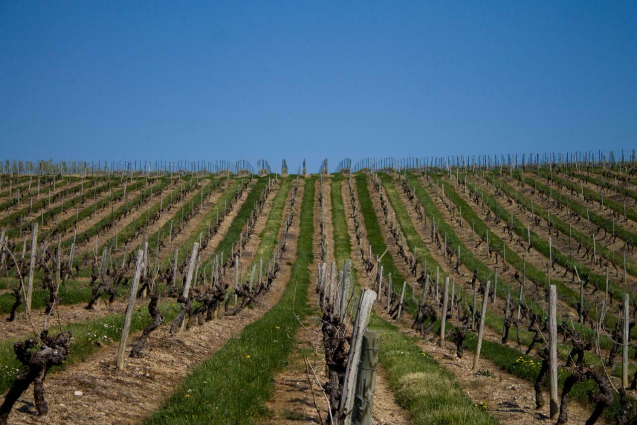 Vignoble Chateau Piegue - Winery Rochefort-sur-Loire エクステリア 写真